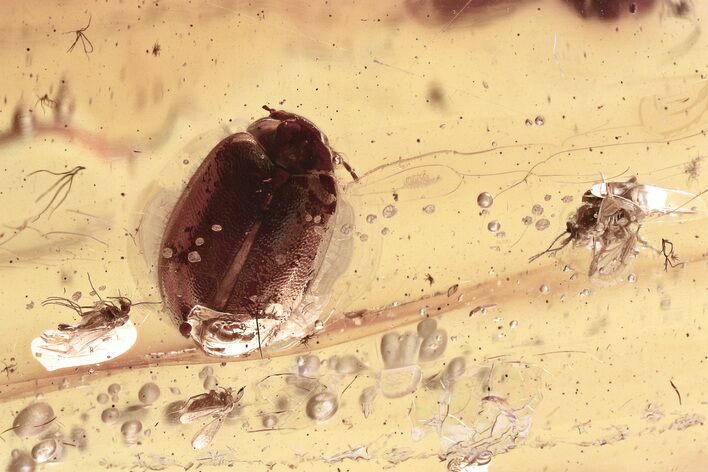 Fossil Marsh Beetle (Cyphon) and Midges (Chironomidae) in Baltic Amber #328159